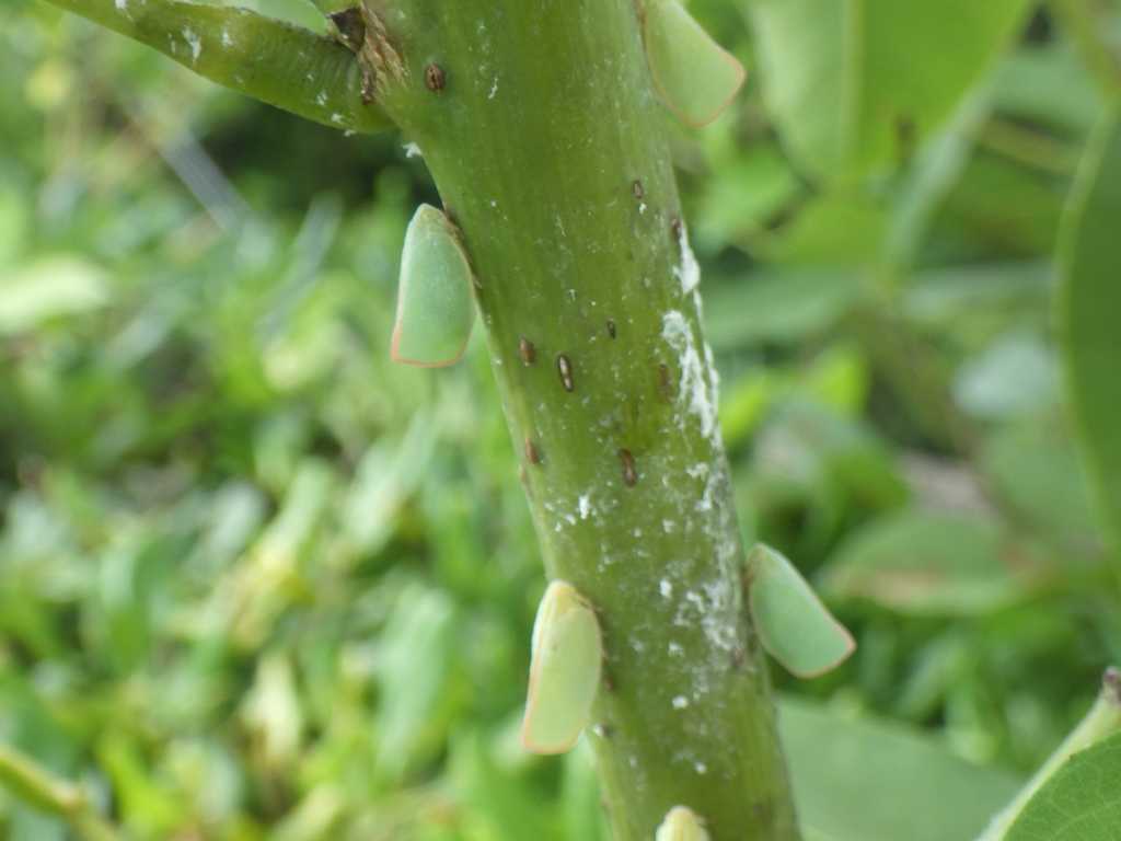 串本磯採集2018年7月下旬13　アオバハゴロモ（Geisha distinctissima）