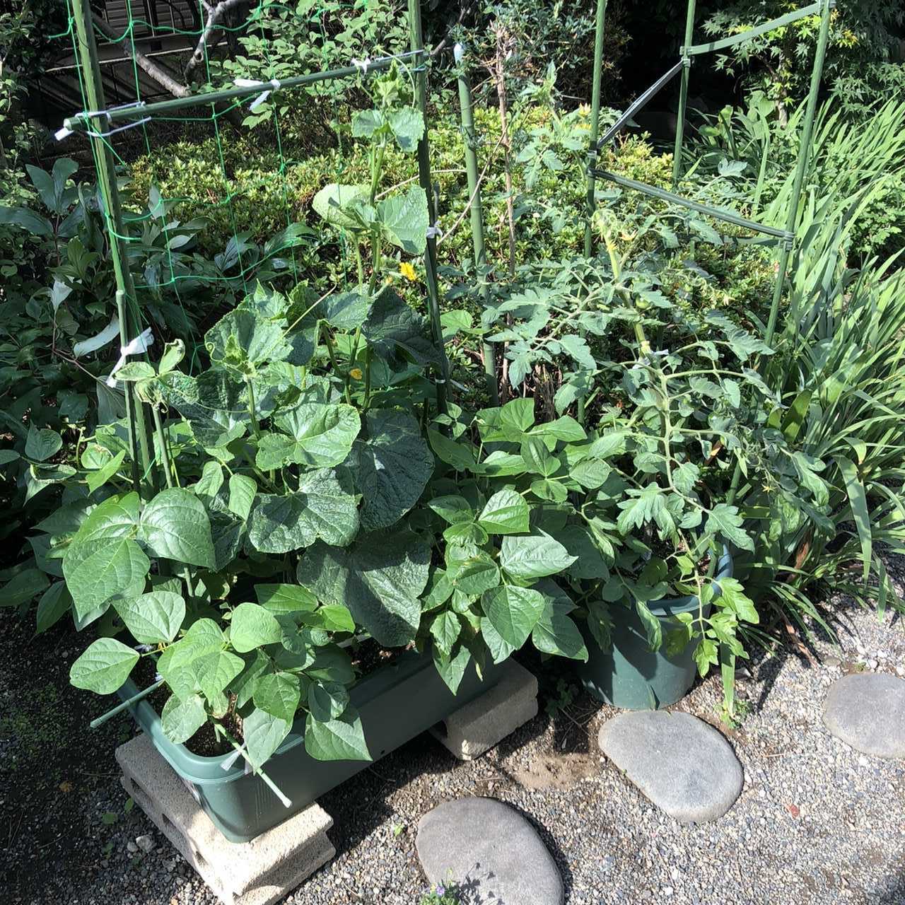 プランター栽培のキュウリを初収穫 ちょろ松の家庭菜園奮闘記 楽天ブログ