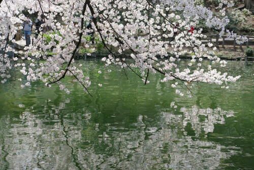 井の頭恩賜公園の桜