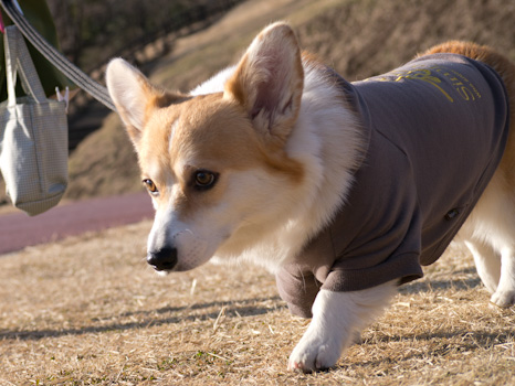 はな