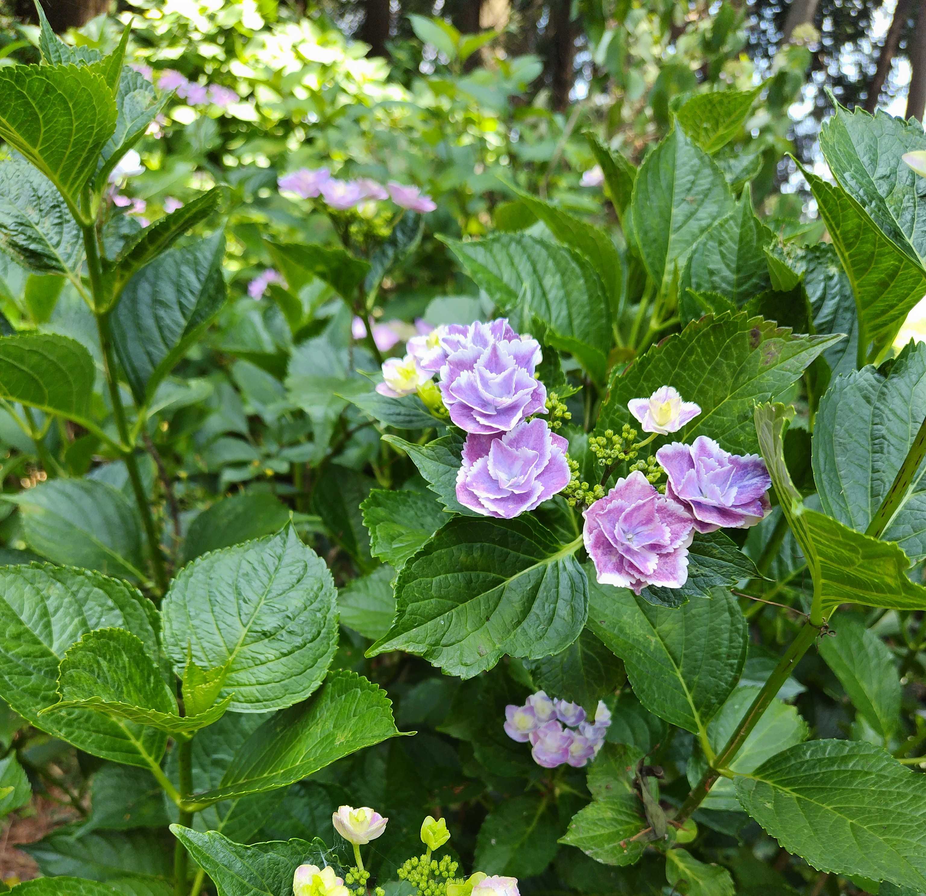 Charlotte2355のブログ