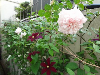 DSC01220.jpg