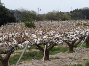 DSC03484 (300x225).jpg