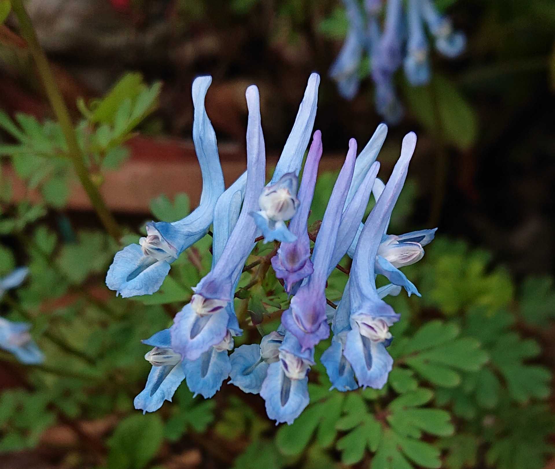 青い花 の記事一覧 趣味は園芸だけれども 楽天ブログ