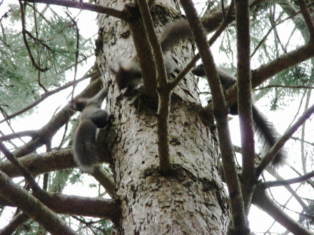 3びきのリス (2).JPG