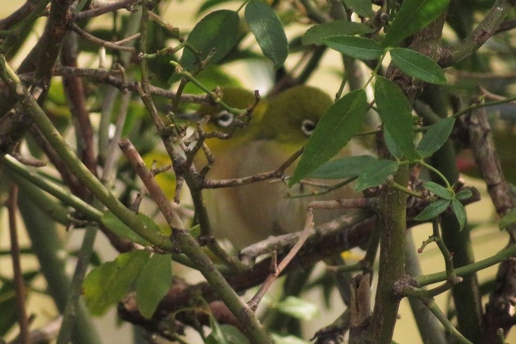 482