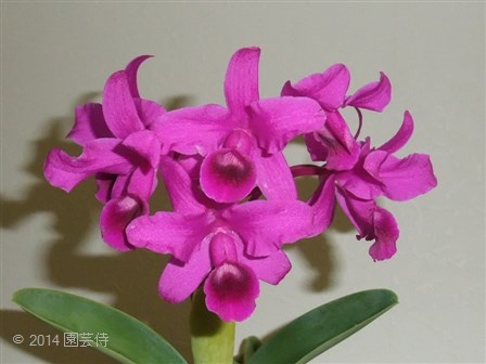 C. bowringiana 'Black Prince' HCC/AOS 20141014