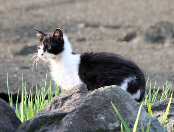 我が家のニャンコ♪2013/4/12-3