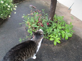 IMG_8887ss.jpg