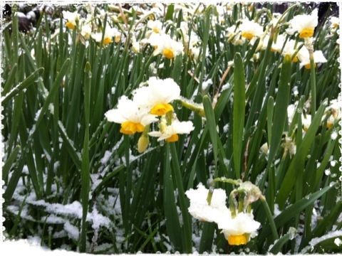 和水仙＋雪