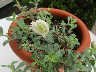 IMG_9276ss.jpg