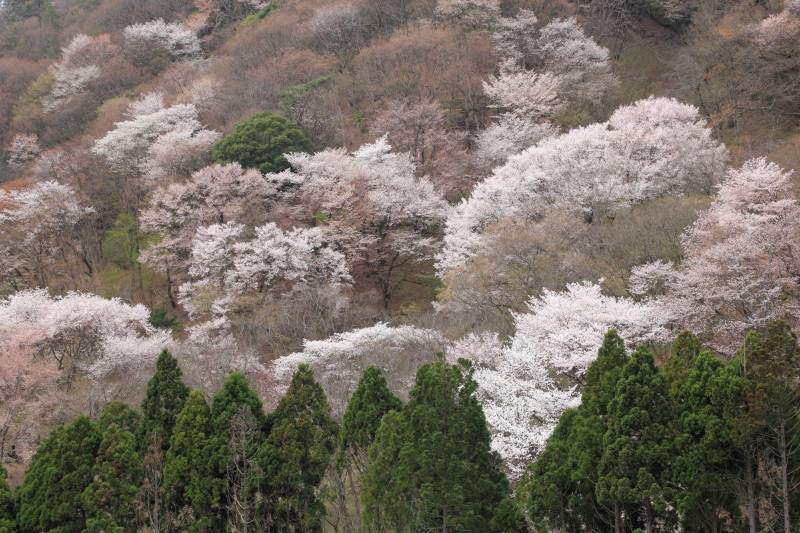 黒川桜の森_005.jpg