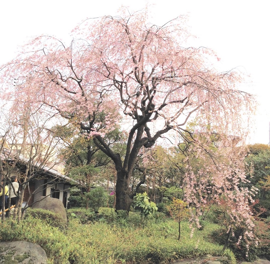 目白庭園・桜.jpg