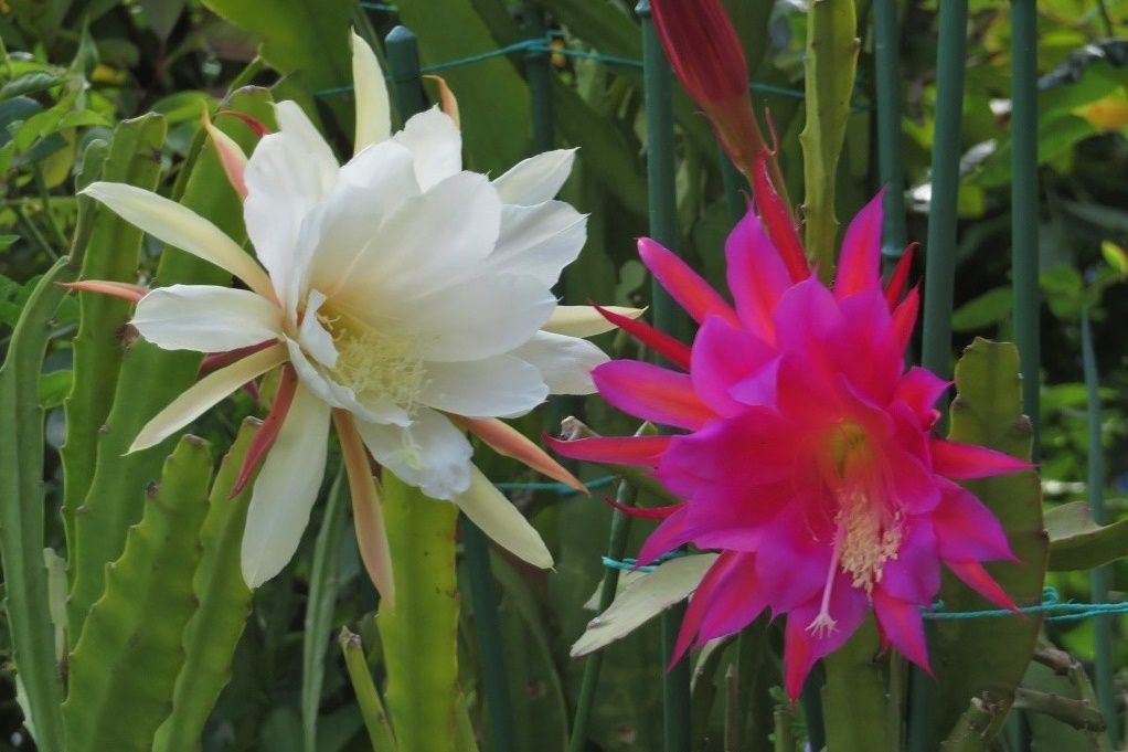 6ページ目の 庭 花 大分金太郎の花鳥蝶月 楽天ブログ