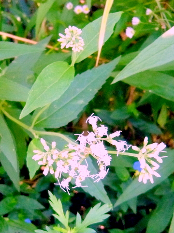 ヒヨドリバナの葉と花