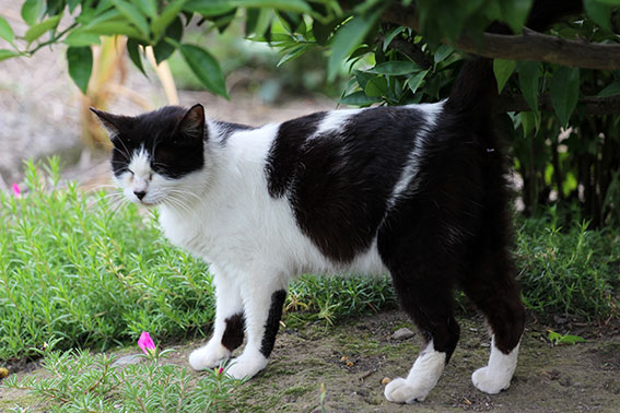 我が家のニャンコ♪2014/06/16-3