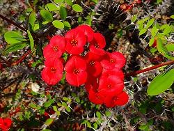 クロッカス 「愛したことを後悔する」 1月4日の誕生花 クロッカス（紫）の花言葉「愛をもう一度