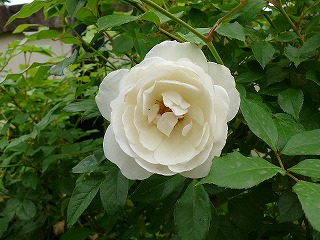 P1290446ss.jpg