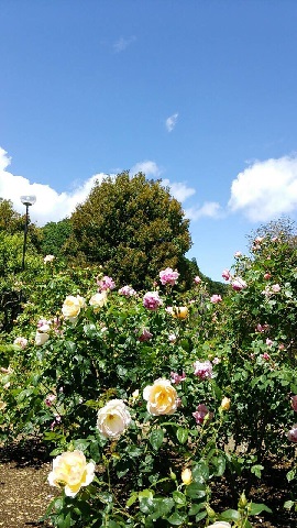20140522r.jpg