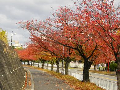 香里団地・さくら通り