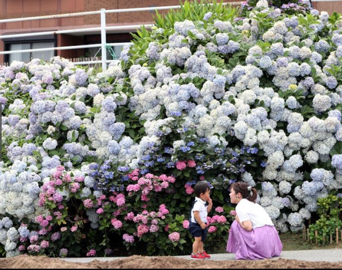 インスタ映えで話題 あじさいの壁 岡山県倉敷 可愛いに間に合わない