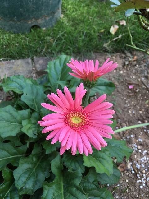 コバルトセージが咲いた 楽しい庭作り 楽天ブログ