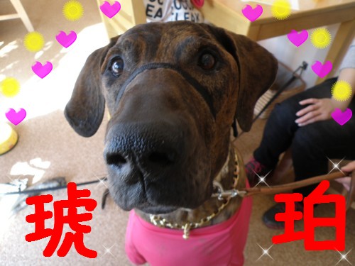 琥珀.JPG