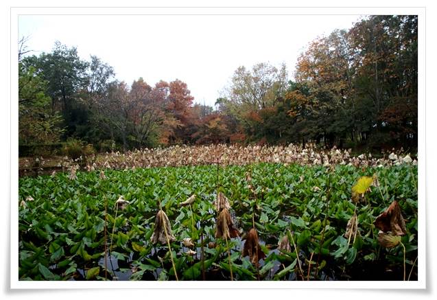 北部公園-20 蓮池-6 15.11.14