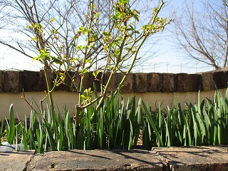 IMG_7425ss.jpg