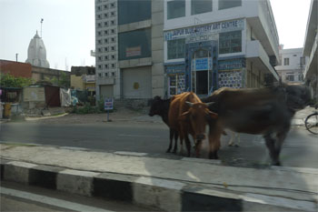 インド582.jpg