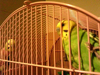 かごの鳥