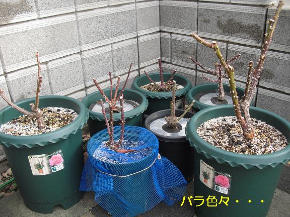 バラ
