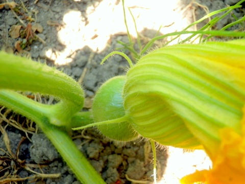 カボチャの雌花と実