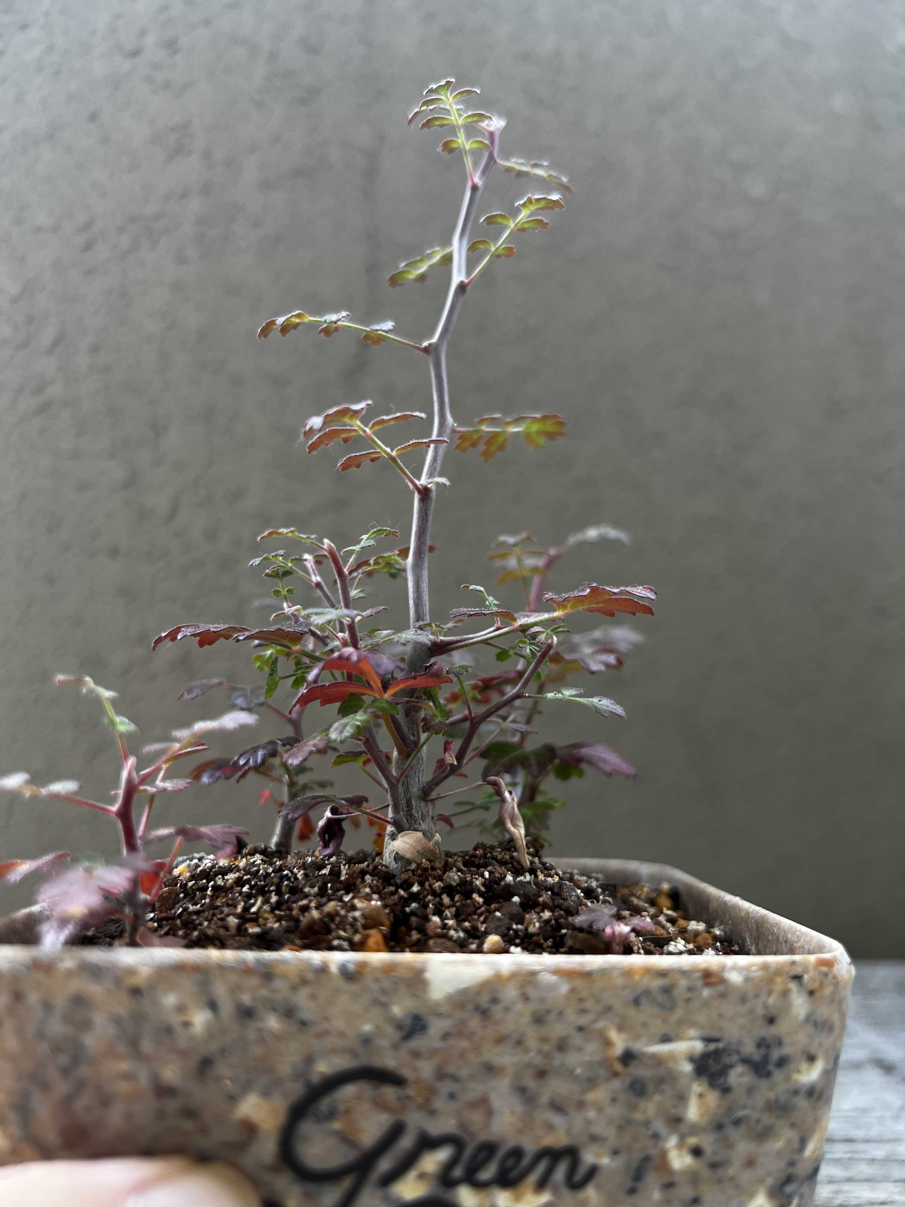 パキコルムス ディスカラー 実生記録④(植替え) | 植物栽培初心者の