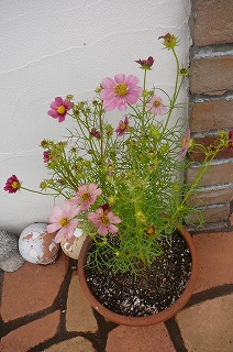 P1350213ss.jpg