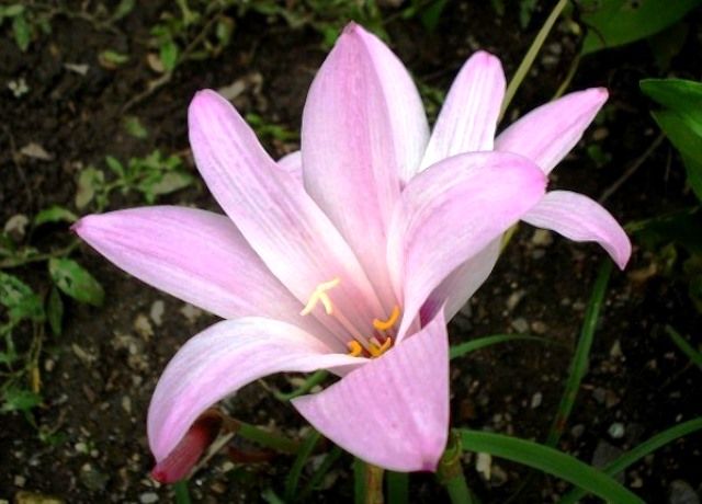 玉すだれの花とサフラン擬きの花 花と蕎麦とリハビリと 楽天ブログ