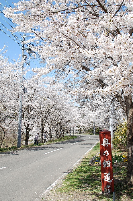 斎川の桜並木