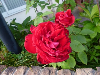 P1180028ss.jpg