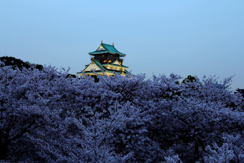 大阪城夜桜_2.jpg