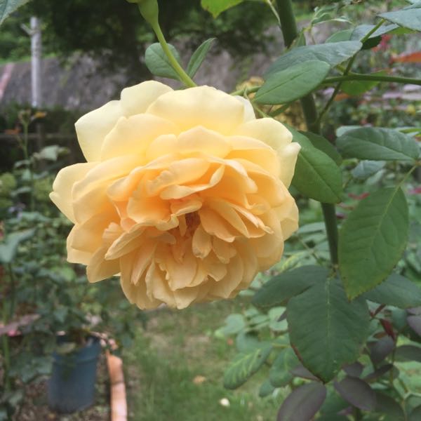 rblog-20160717154546-08.jpg