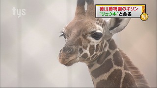 tysnews_きりん.jpg