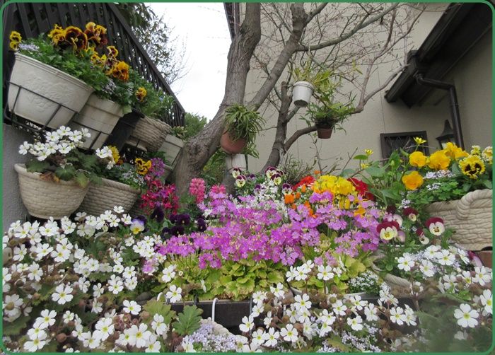 春のお花の蕾が一杯 ルピナスを購入したので育て方を研究 狭い庭を花いっぱいにする育て方 楽天ブログ