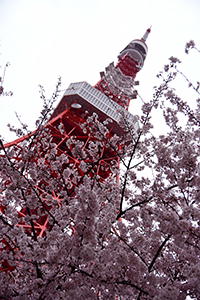 東京タワーと桜