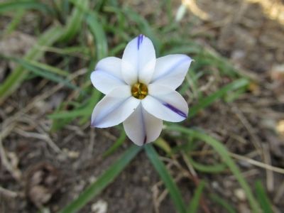 ラズベリーの花が咲いました マダムマリィの好きなモノ 楽天ブログ ラズベリーの花が咲いました マダムマリィの好きなモノ 楽天ブログ