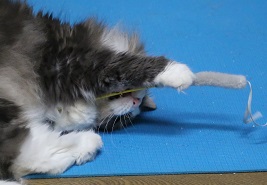 5DA_1485-12.jpg