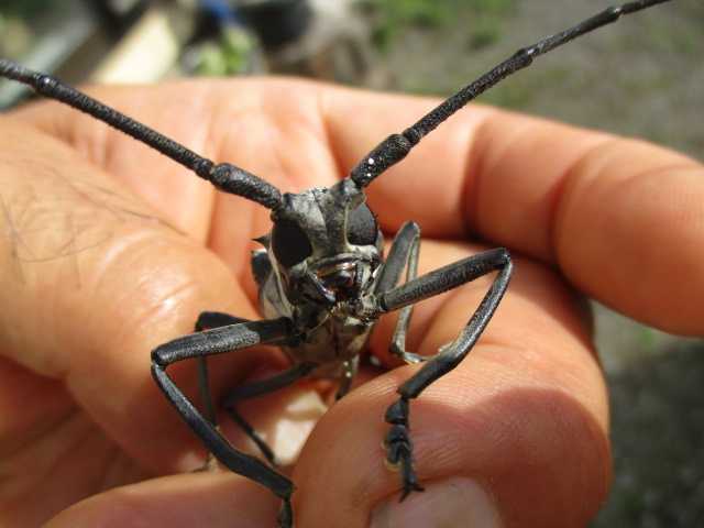 カミキリ虫 幡谷自然農園 日記 楽天ブログ