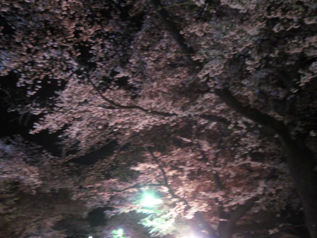 4 14 スパイク夜散 小林牧場 ばくんと愛犬スパイク 楽天ブログ