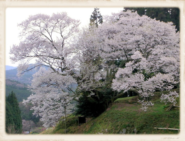 千年桜２０１２