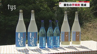tysnews_しろい鳩.jpg