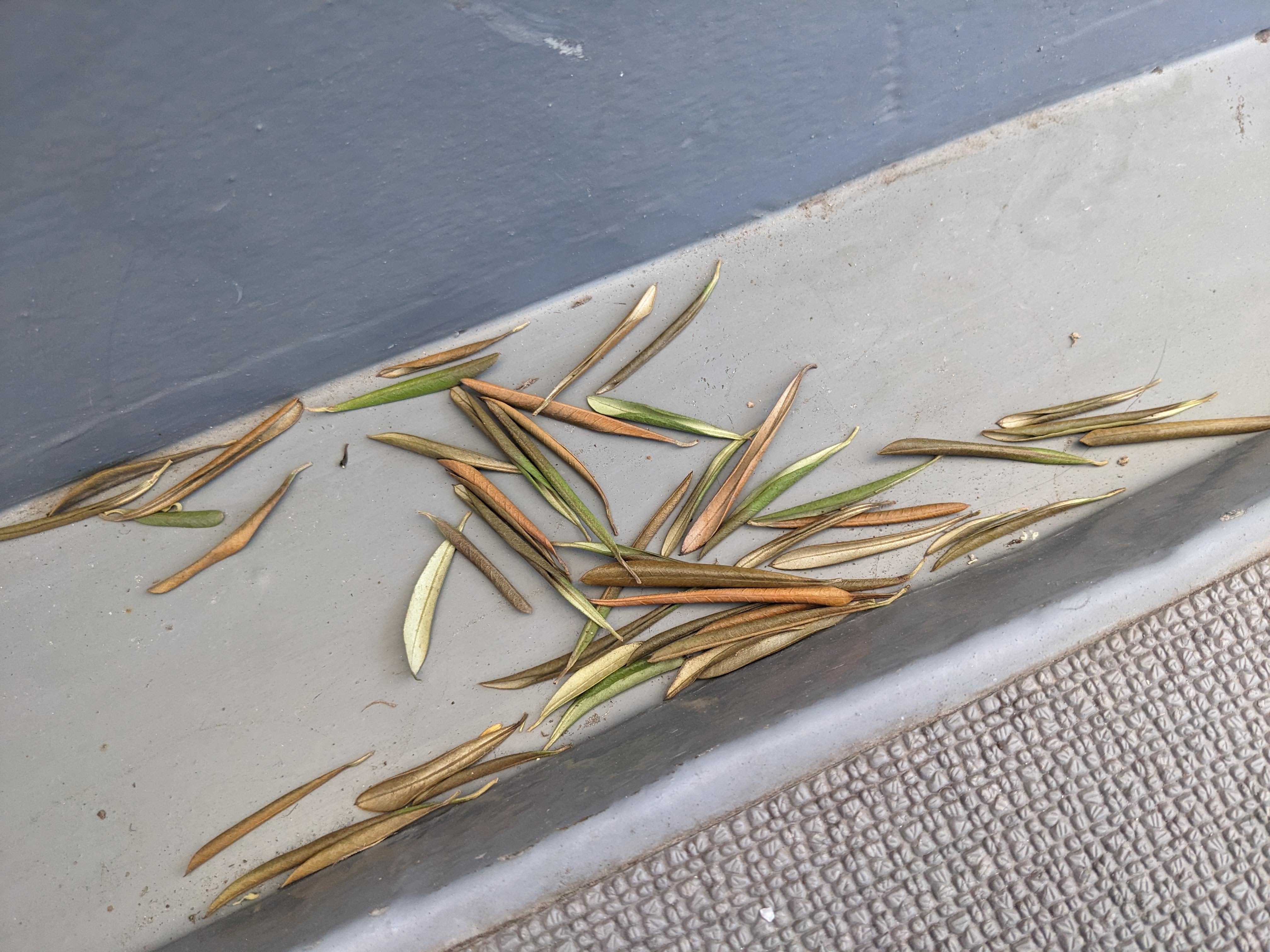 鉢植えオリーブの木　落葉もいっぱい